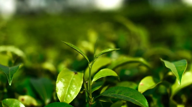 茶葉供應商：茶葉對人體有什么危害嗎？